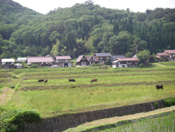 長閑な山村